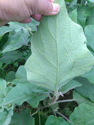 Flea Beetles - Brinjal