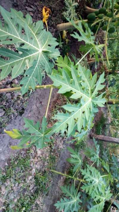 Powdery Mildew - Papaya