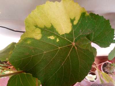 Leaf Variegation - Grape