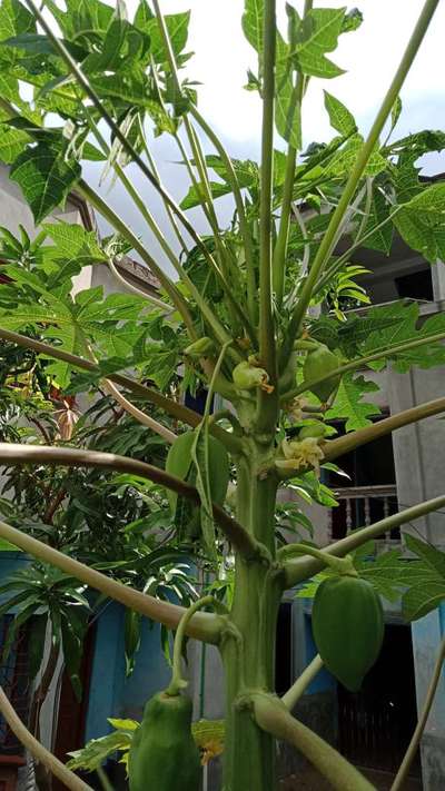পেঁপের ভাইরাসঘটিত পাতা মোড়ানো  রোগ - পেঁপে