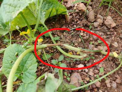 Gummy Stem Blight of Cucurbits - Cucumber