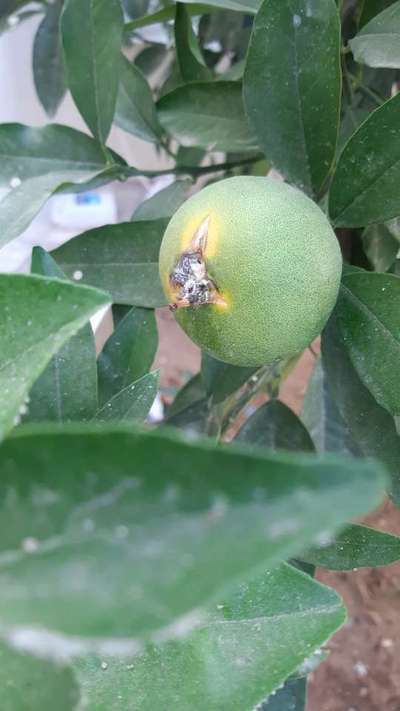 Fruit Cracking - Agrumes