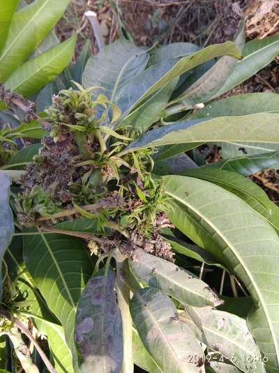 Leaf Miner Flies - Mango