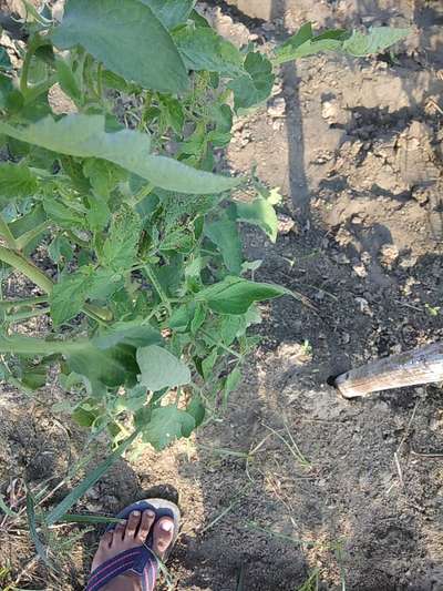 Septoria Leaf Spot - Tomato