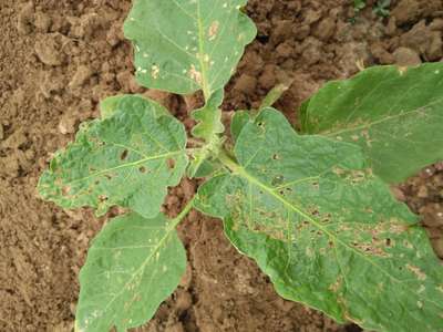 Flea Beetles - Brinjal