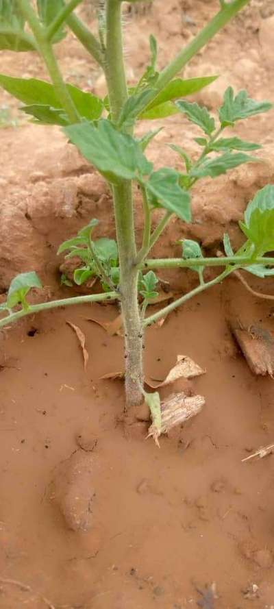 Aphids - Tomato