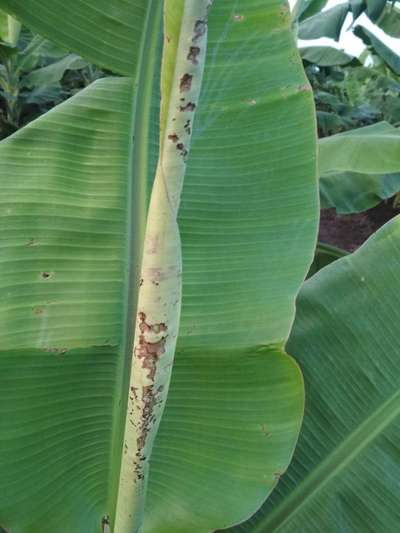 Tobacco Caterpillar - Banana