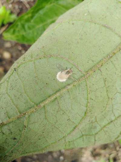 Whiteflies - Brinjal
