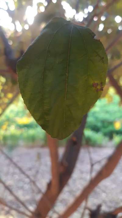 Anthracnose of Pepper - Capsicum & Chilli