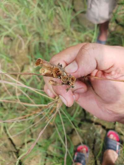 Stem Rot of Rice - Rice