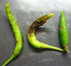 Anthracnose of Pepper - Capsicum & Chilli