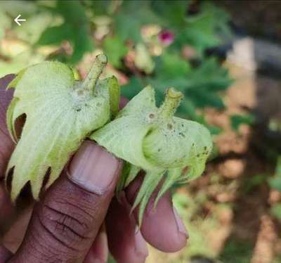 Leafhoppers and Jassids - Cotton