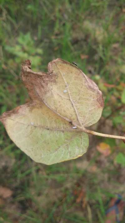 Potassium Deficiency - Cotton