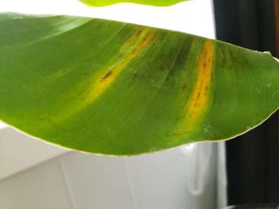 Leaf Blotch of Banana - Banana