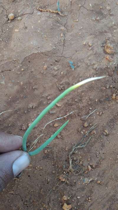 ಬಿಳಿ ಕೊಳೆ ರೋಗ - ಈರುಳ್ಳಿ