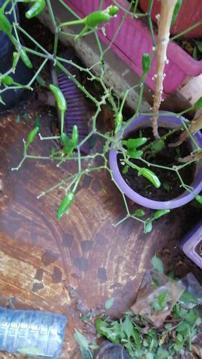 Powdery Mildew of Pepper - Capsicum & Chilli