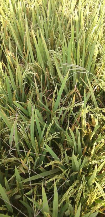 Leaf Scald of Rice - Rice