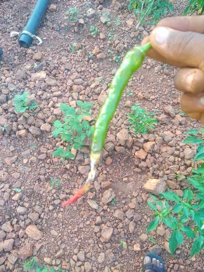 Blossom End Rot - Capsicum & Chilli