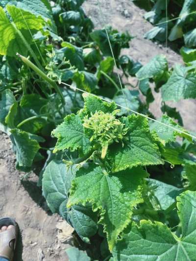 Powdery Mildew - Cucumber