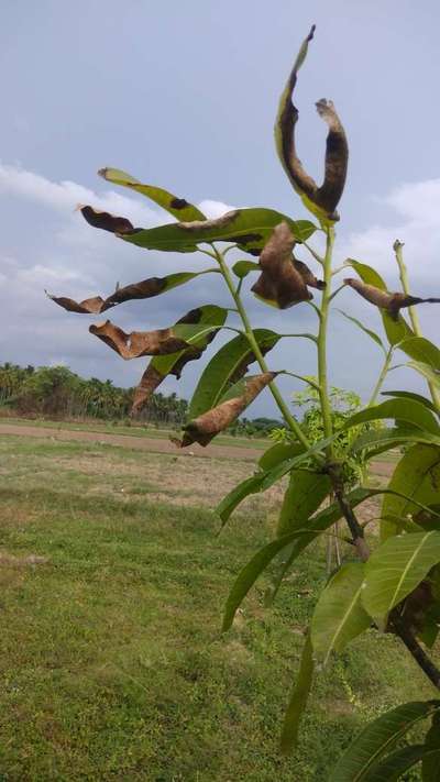 Potassium Deficiency - Mango