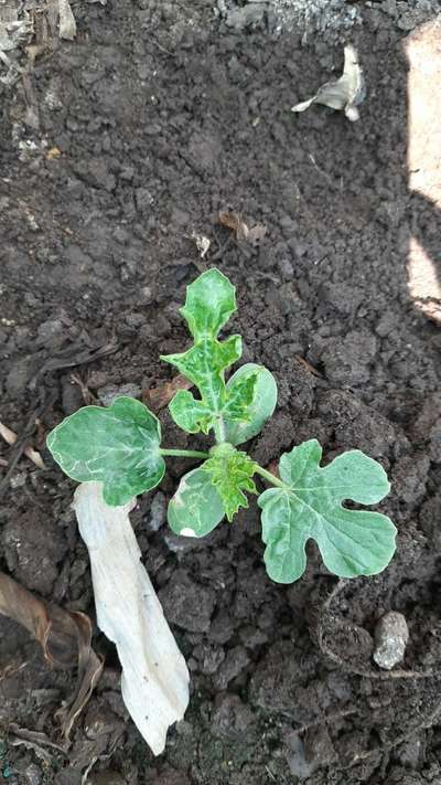 Leaf Miner Flies - Melon