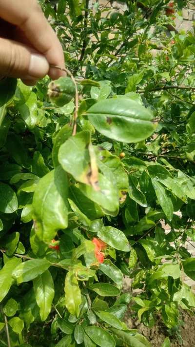 Bacterial Blight of Pomegranate - Pomegranate