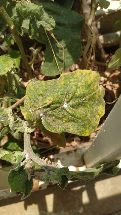 Mealybug - Brinjal