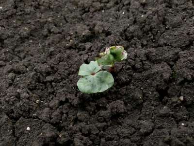 Spider Mites - Cotton