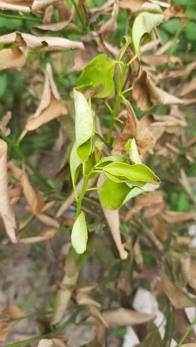 Citrus Tristeza Virus - Citrus