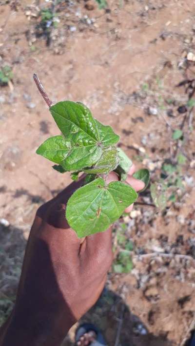 Aphids - Cotton