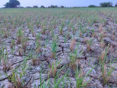 క్షారత్వం లేదా చౌడు - వరి