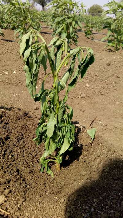 Bacterial Wilt - Capsicum & Chilli