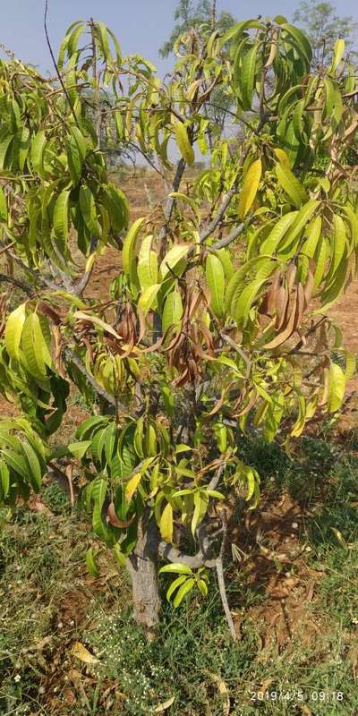 ಮಾವಿನ ಡೈಬ್ಯಾಕ್ ರೋಗ - ಮಾವು