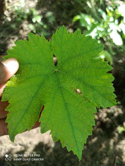 Magnesium Deficiency - Grape