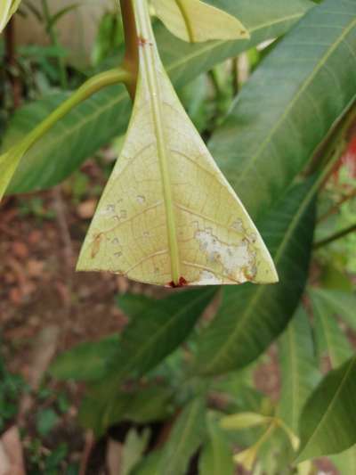 Mango Shoot Psyllid - Mango