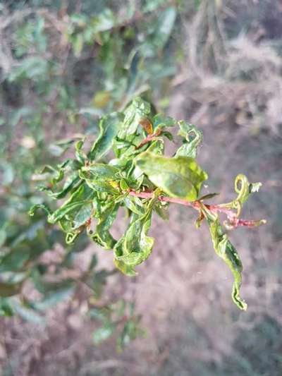 Whiteflies - Pomegranate