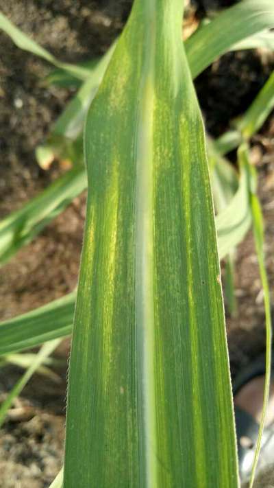 Magnesium Deficiency - Sugarcane