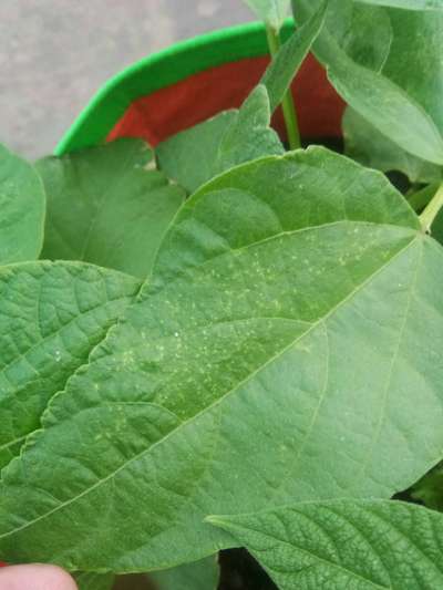 Spider Mites - Bean