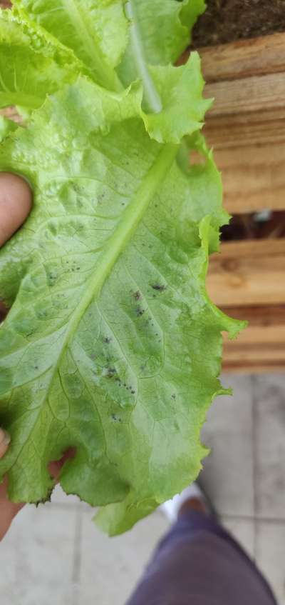 Gray Leaf Spot - Lettuce