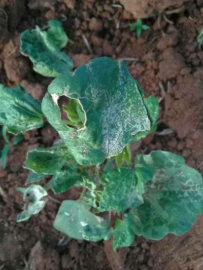 Leaf Miner Flies - Cotton