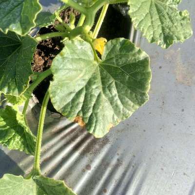 Anthracnose of Cucurbits - Melon