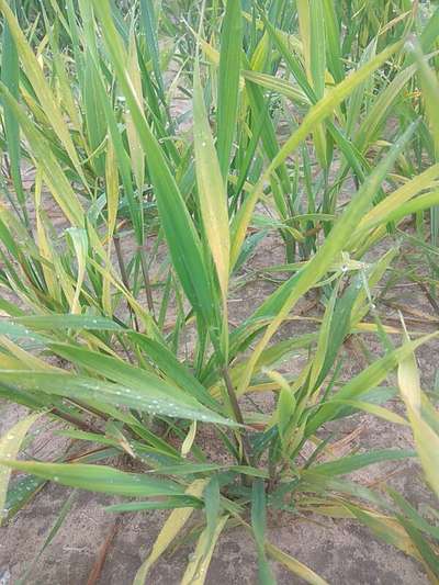 Nitrogen Deficiency - Wheat