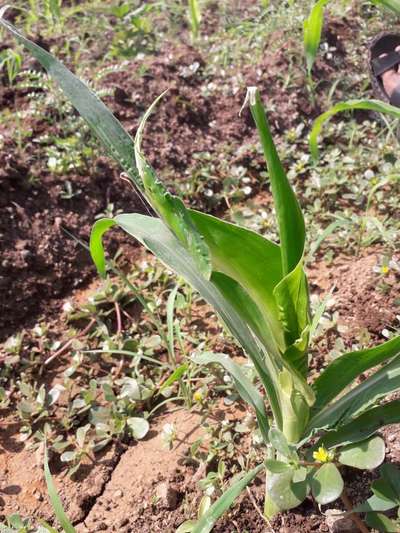 Boron Deficiency - Maize