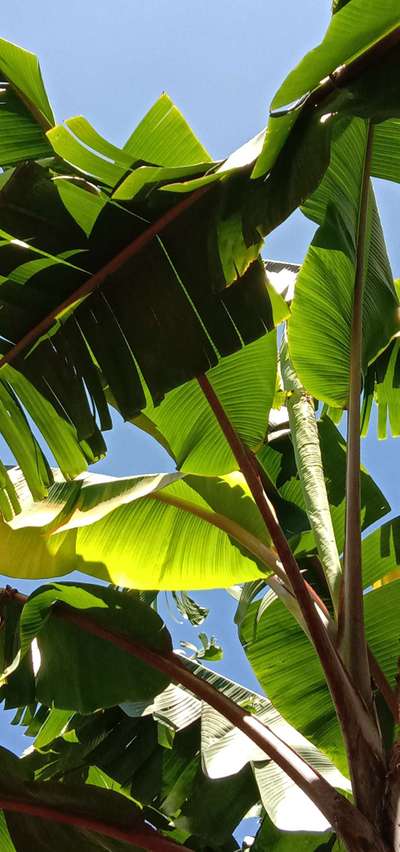 Boron Deficiency - Banana