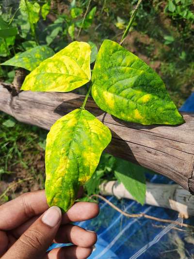 Bean Yellow Mosaic Virus - Bean