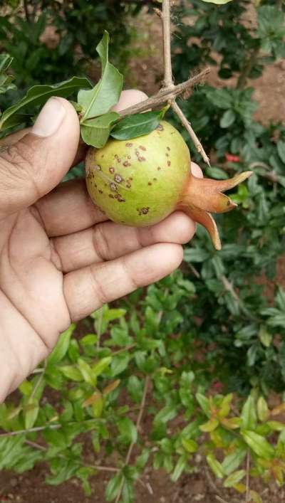 ದಾಳಿಂಬೆಯ ಆಂತ್ರಾಕ್ನೋಸ್ - ದಾಳಿಂಬೆ