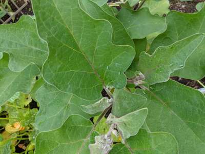 Leafhoppers and Jassids - Brinjal