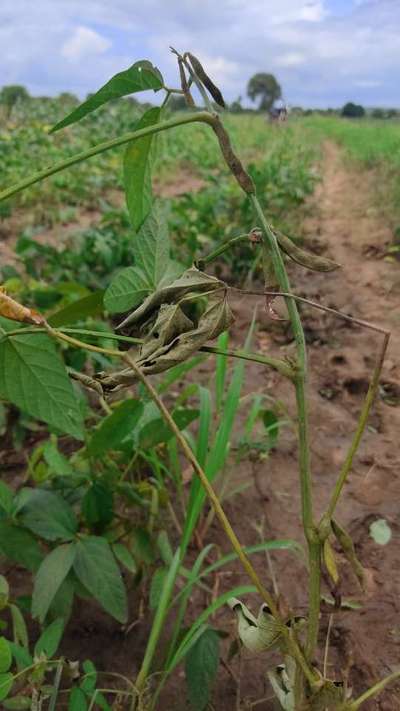 Soybean Girdle Beetle - Soybean