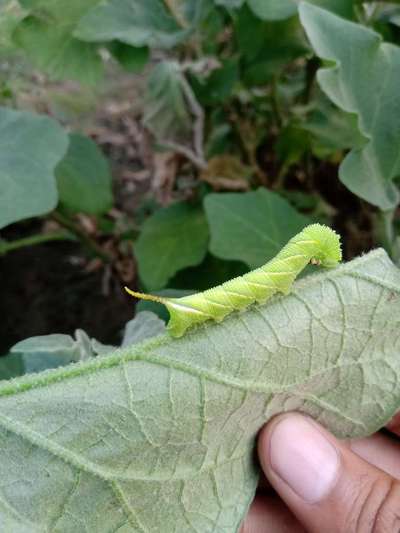 Citrus Butterfly - Brinjal