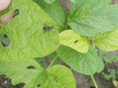 Soybean Looper - Soybean